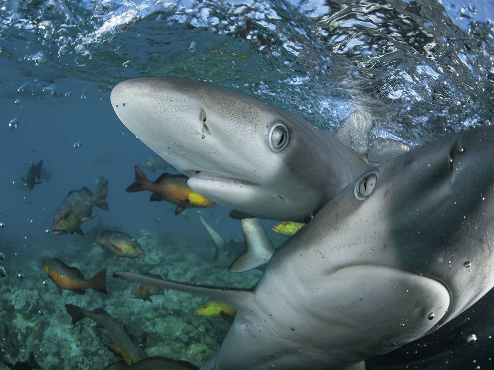 National Geographic: лучшие фотографии марта