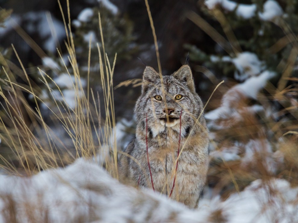 National Geographic: лучшие фотографии марта
