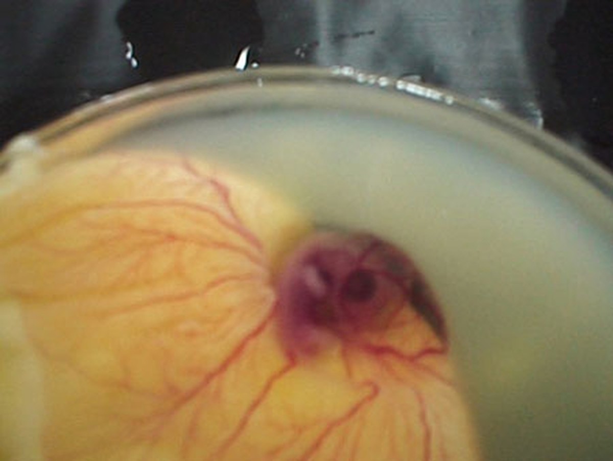 Как из яйца развивается курица Как из яйца развивается курица