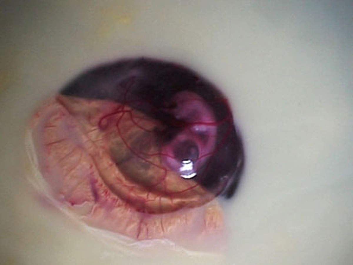 Как из яйца развивается курица Как из яйца развивается курица