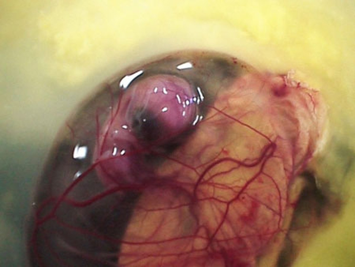 Как из яйца развивается курица Как из яйца развивается курица