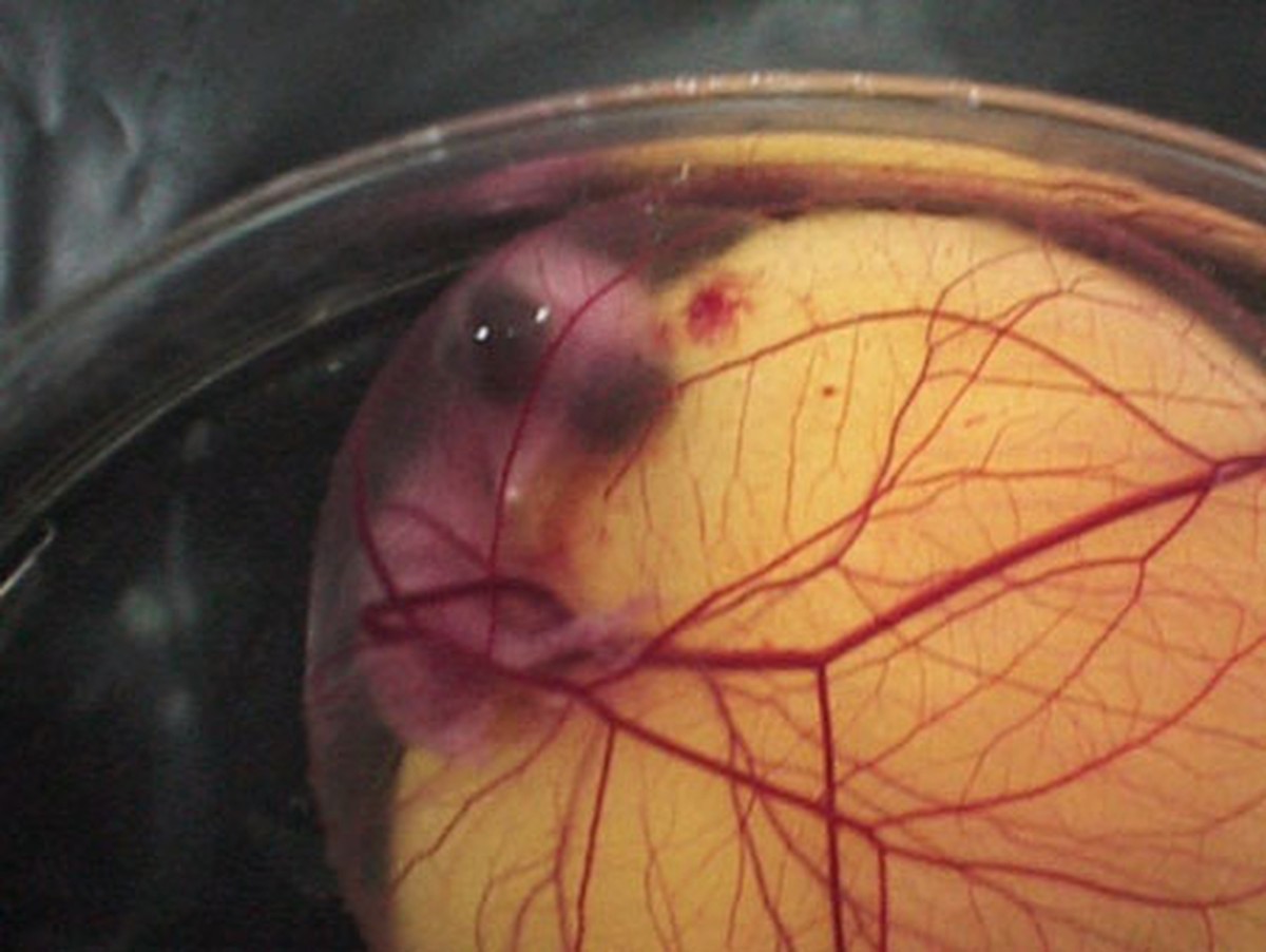 Как из яйца развивается курица Как из яйца развивается курица