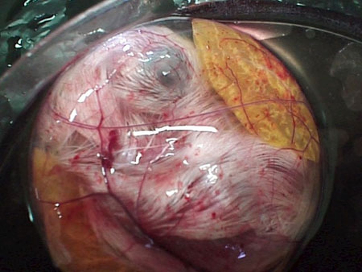 Как из яйца развивается курица Как из яйца развивается курица