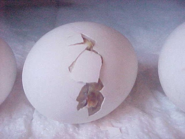 Как из яйца развивается курица Как из яйца развивается курица