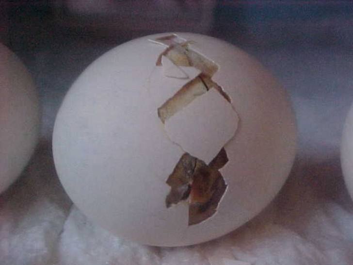 Как из яйца развивается курица Как из яйца развивается курица