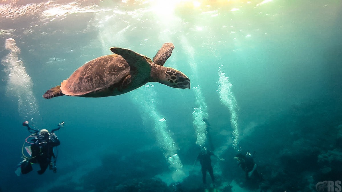 Без фотошопа