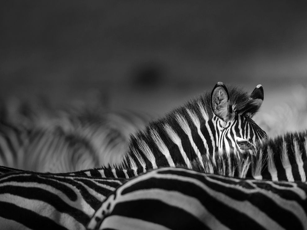 National Geographic: лучшие фотографии июля