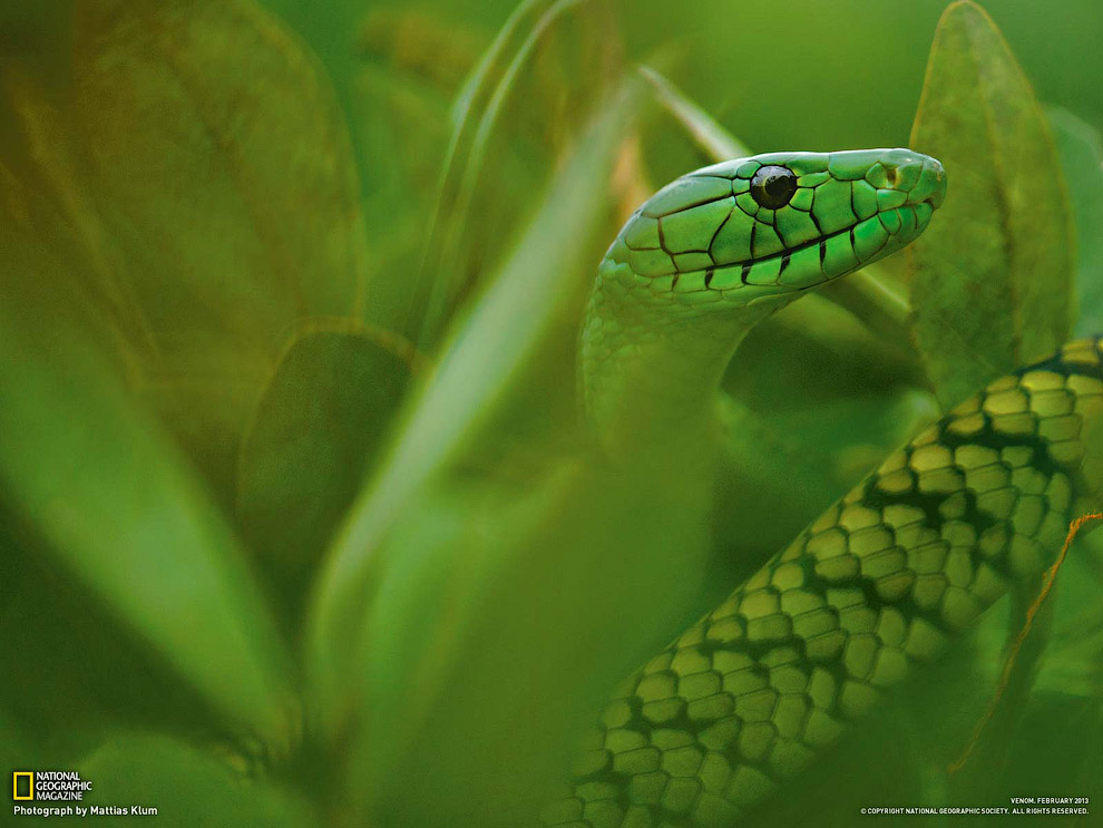 National Geographic: лучшие фотографии июля