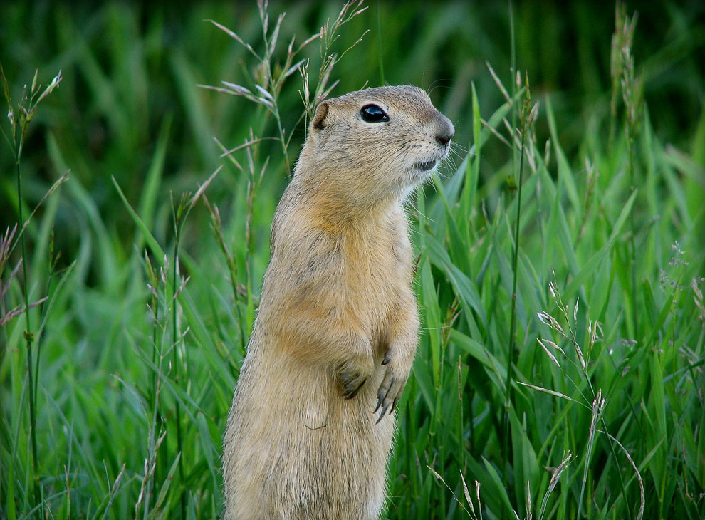 Зейская ГЭС в Амурской области (28 фото)