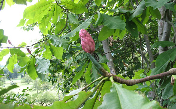 10 разновидностей огурцов, о которых вы даже не слышали