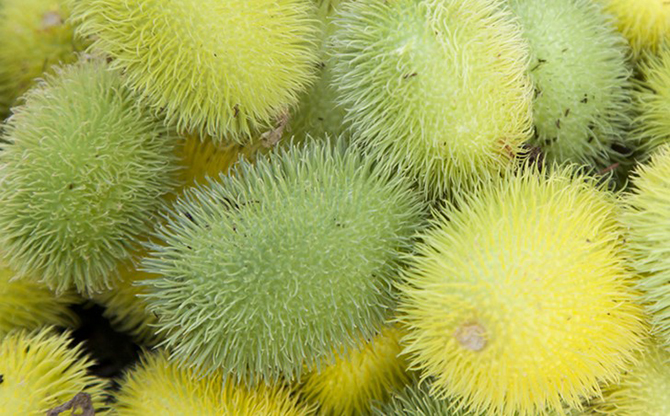 10 разновидностей огурцов, о которых вы даже не слышали