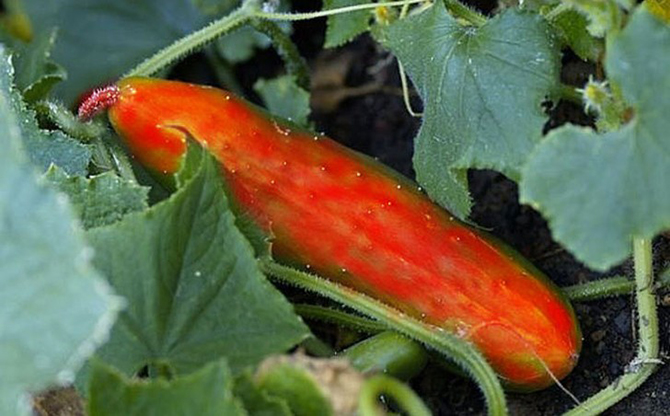 10 разновидностей огурцов, о которых вы даже не слышали