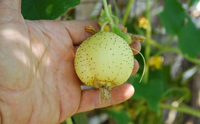 10 разновидностей огурцов, о которых вы даже не слышали