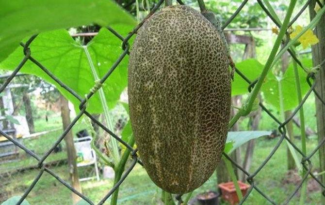 10 разновидностей огурцов, о которых вы даже не слышали