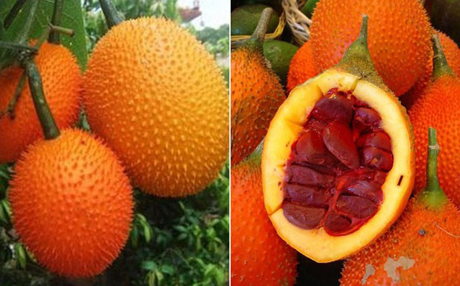 10 разновидностей огурцов, о которых вы даже не слышали