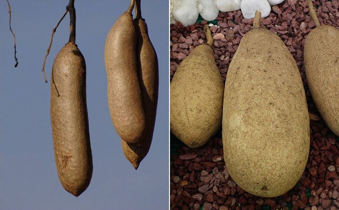 10 разновидностей огурцов, о которых вы даже не слышали