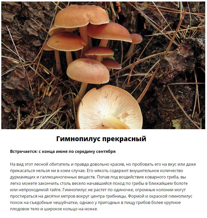 Ядовитые грибы, которые растут в России