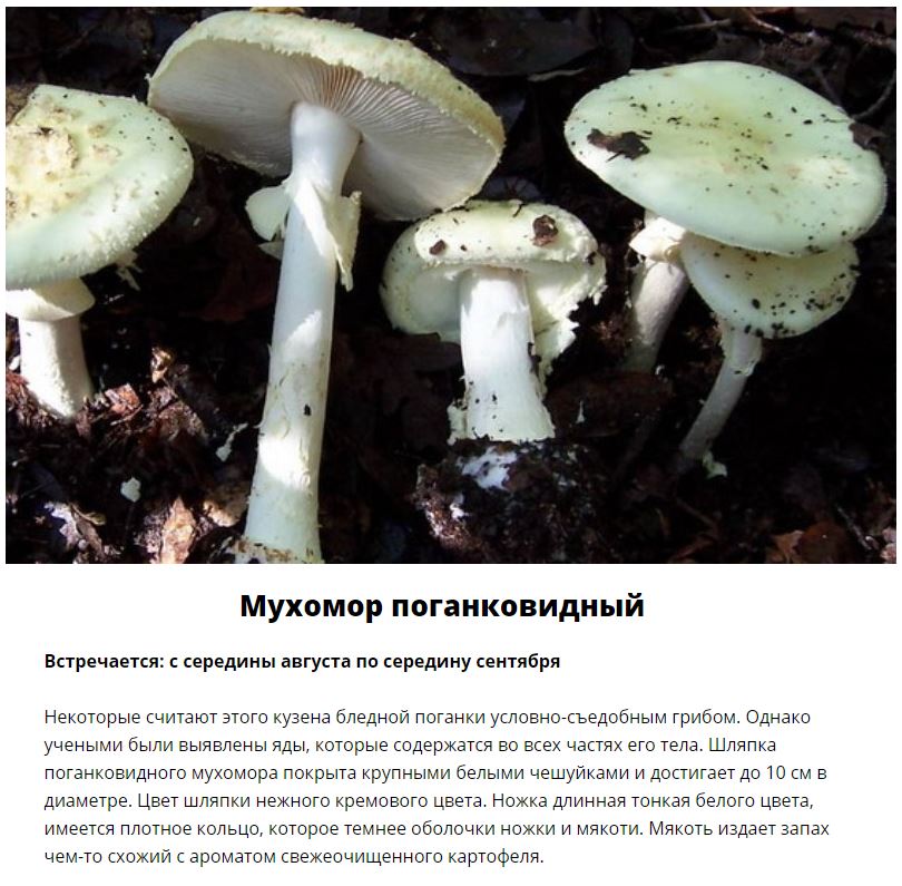 Ядовитые грибы, которые растут в России