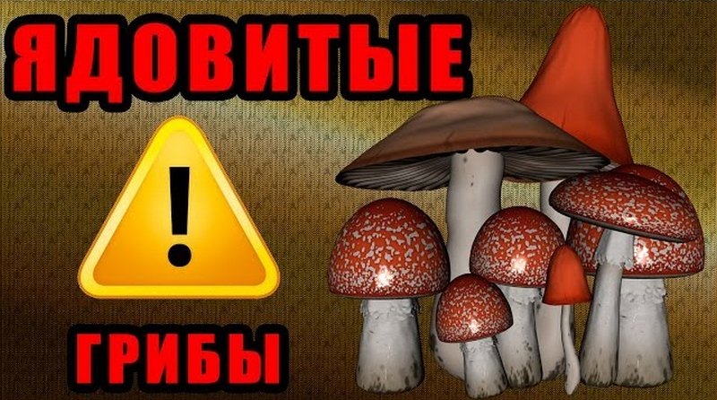 Ядовитые грибы, которые растут в России
