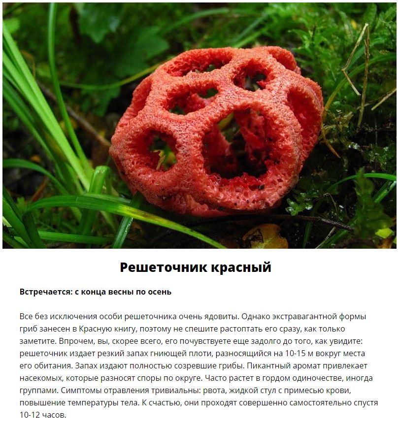 Ядовитые грибы, которые растут в России