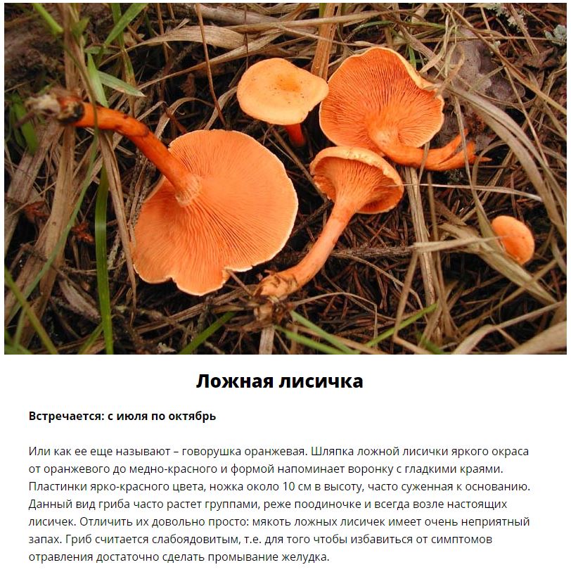 Ядовитые грибы, которые растут в России