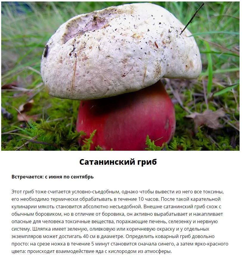 Ядовитые грибы, которые растут в России