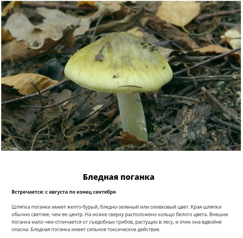 Ядовитые грибы, которые растут в России