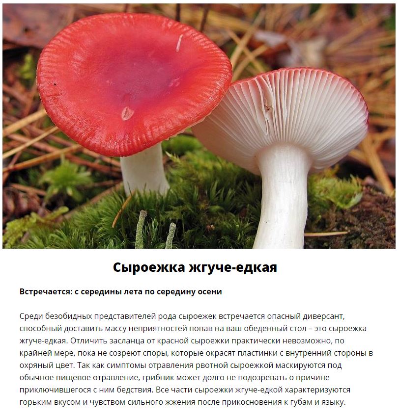 Ядовитые грибы, которые растут в России