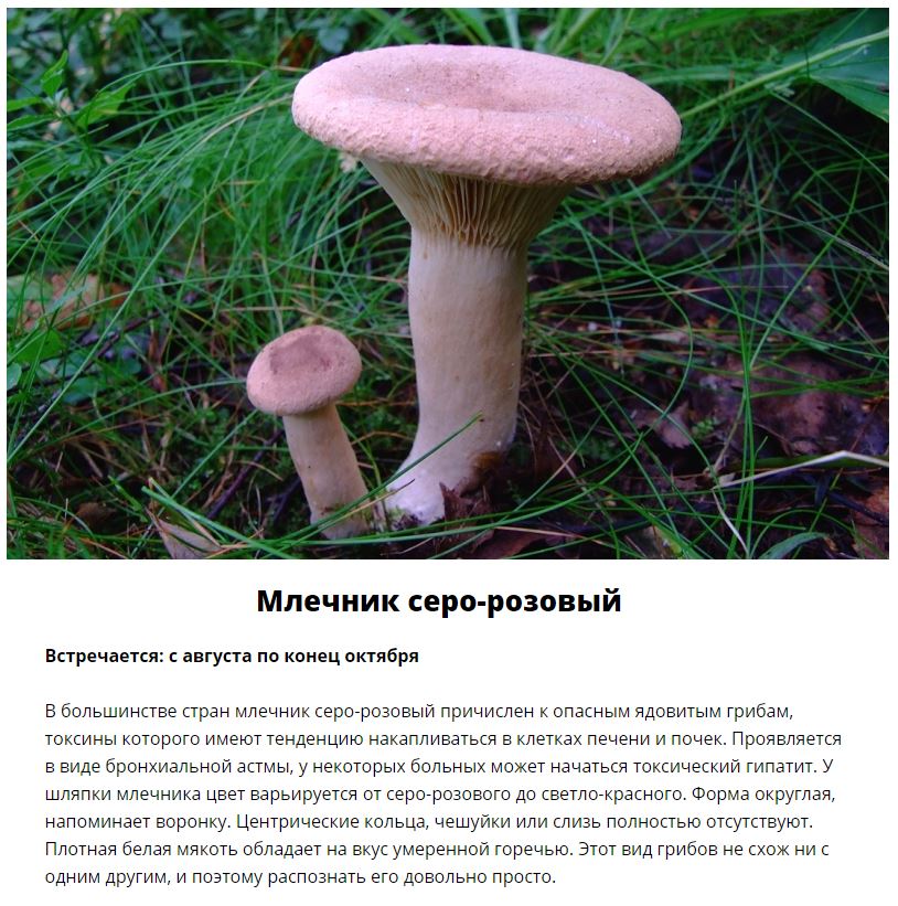 Ядовитые грибы, которые растут в России