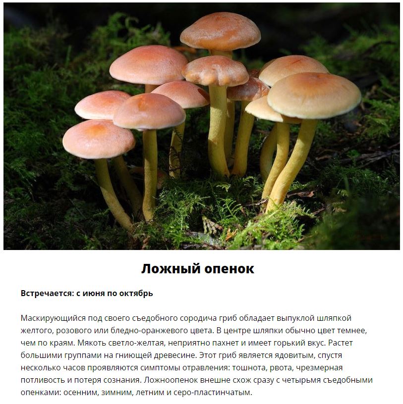Ядовитые грибы, которые растут в России