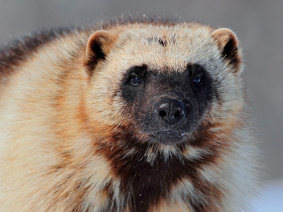 National Geographic: лучшие фотографии сентября National Geographic: лучшие фотографии сентября