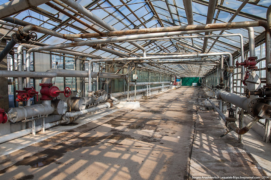 Большой огуречный коллайдер