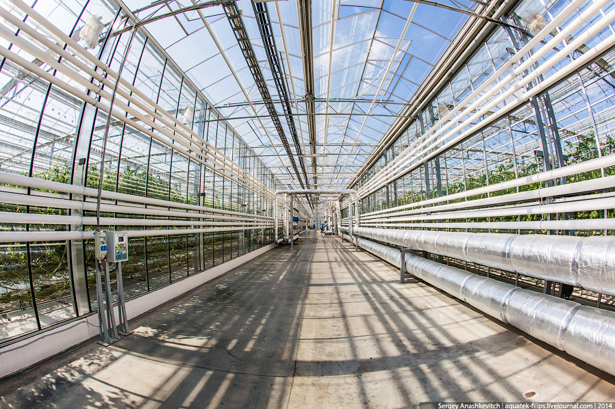 Большой огуречный коллайдер