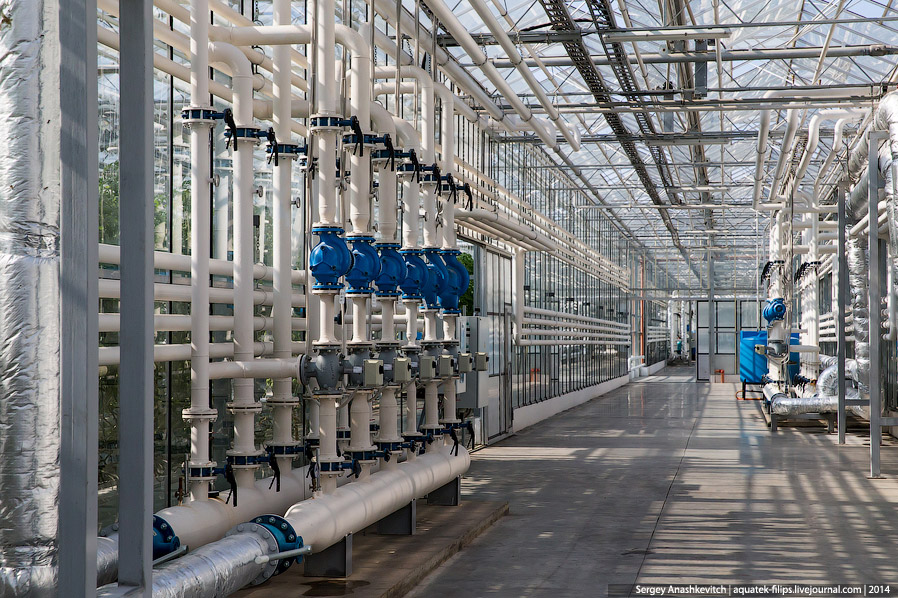 Большой огуречный коллайдер