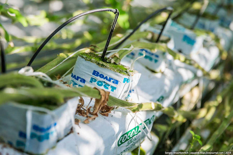 Большой огуречный коллайдер