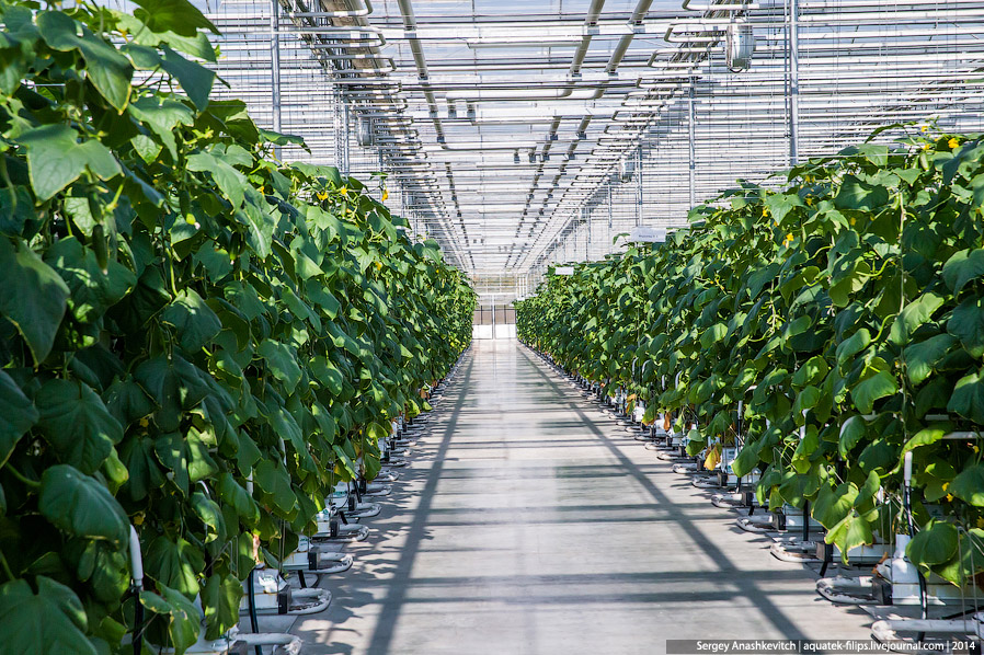 Большой огуречный коллайдер