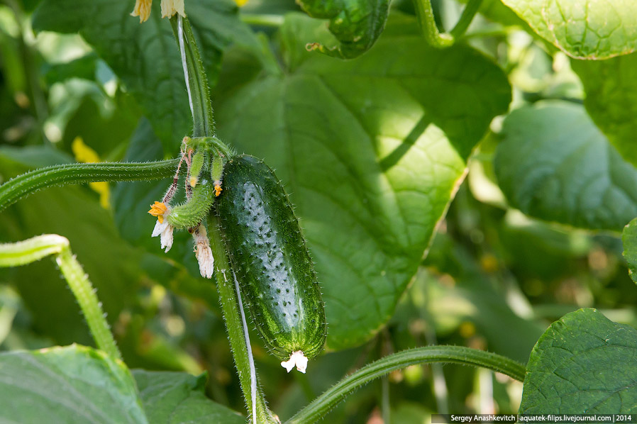Большой огуречный коллайдер