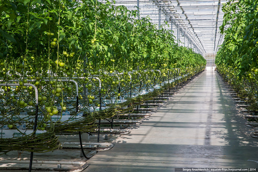 Большой огуречный коллайдер