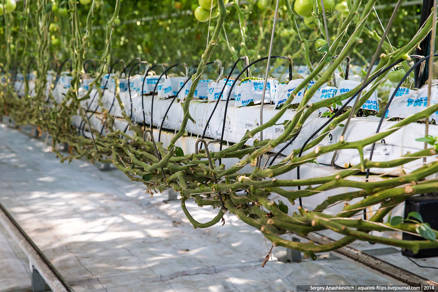 Большой огуречный коллайдер