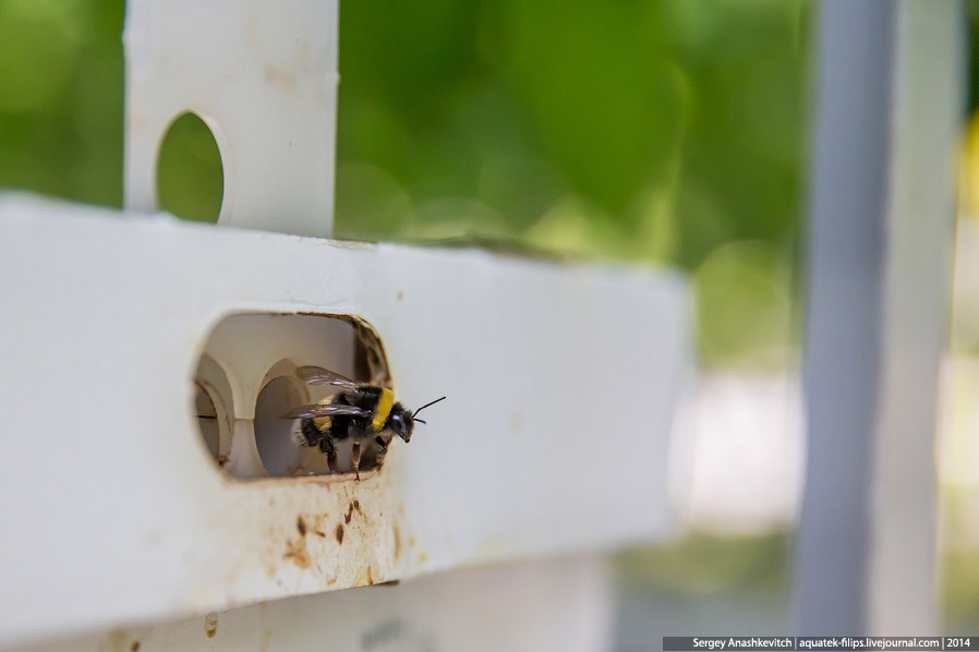 Большой огуречный коллайдер