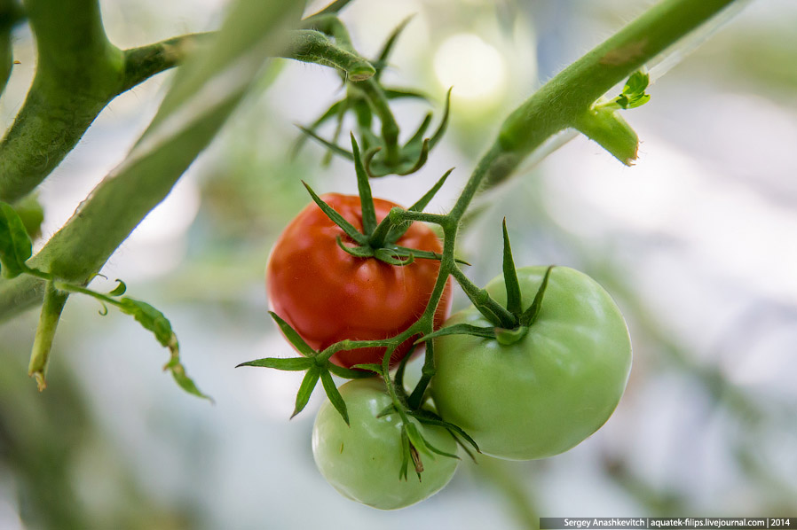 Большой огуречный коллайдер