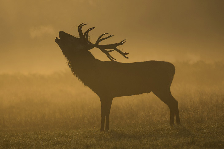 Золотая осень 2014
