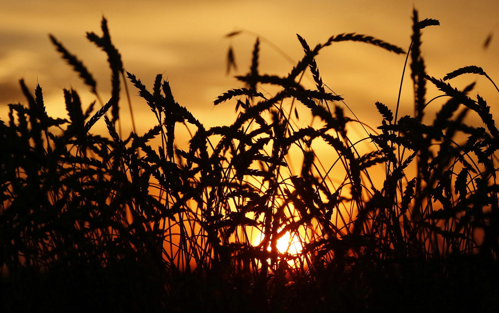 Золотая осень 2014