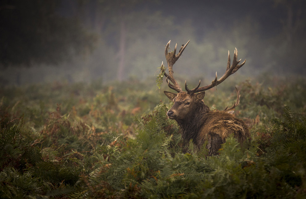 Золотая осень 2014