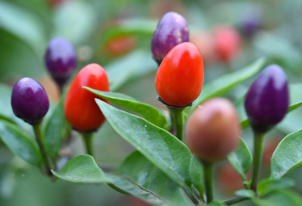 Золотая осень 2014