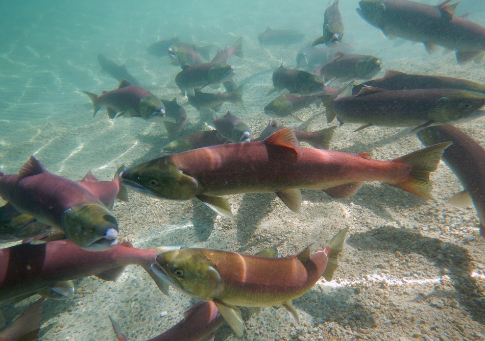 Золотая осень 2014