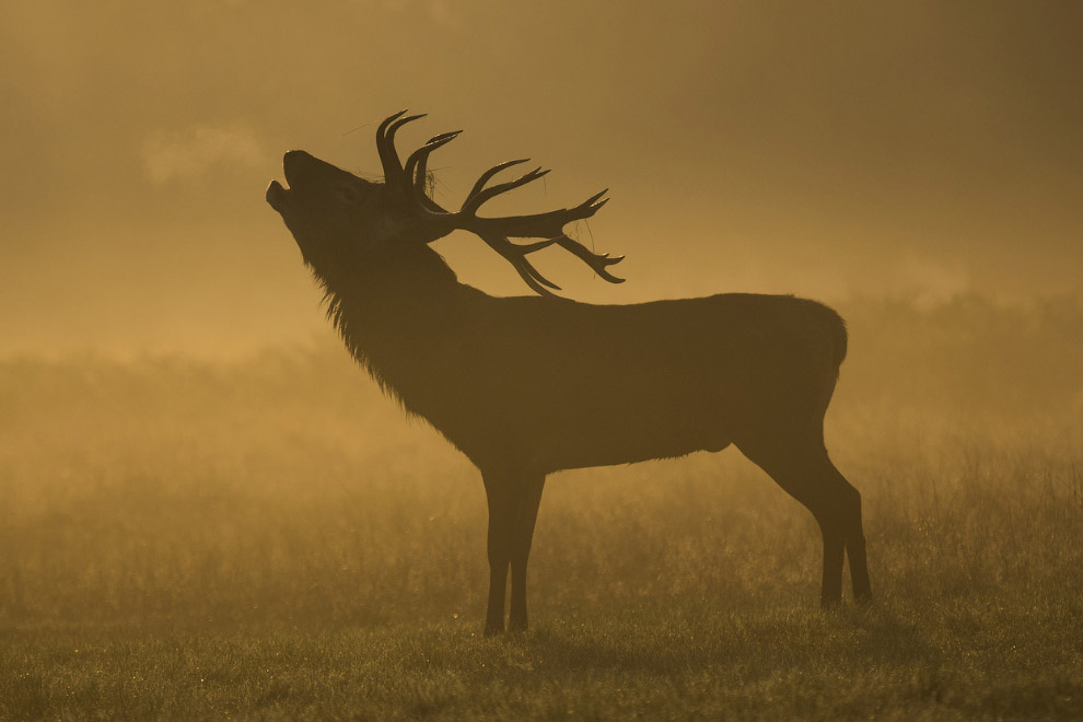 Золотая осень 2014