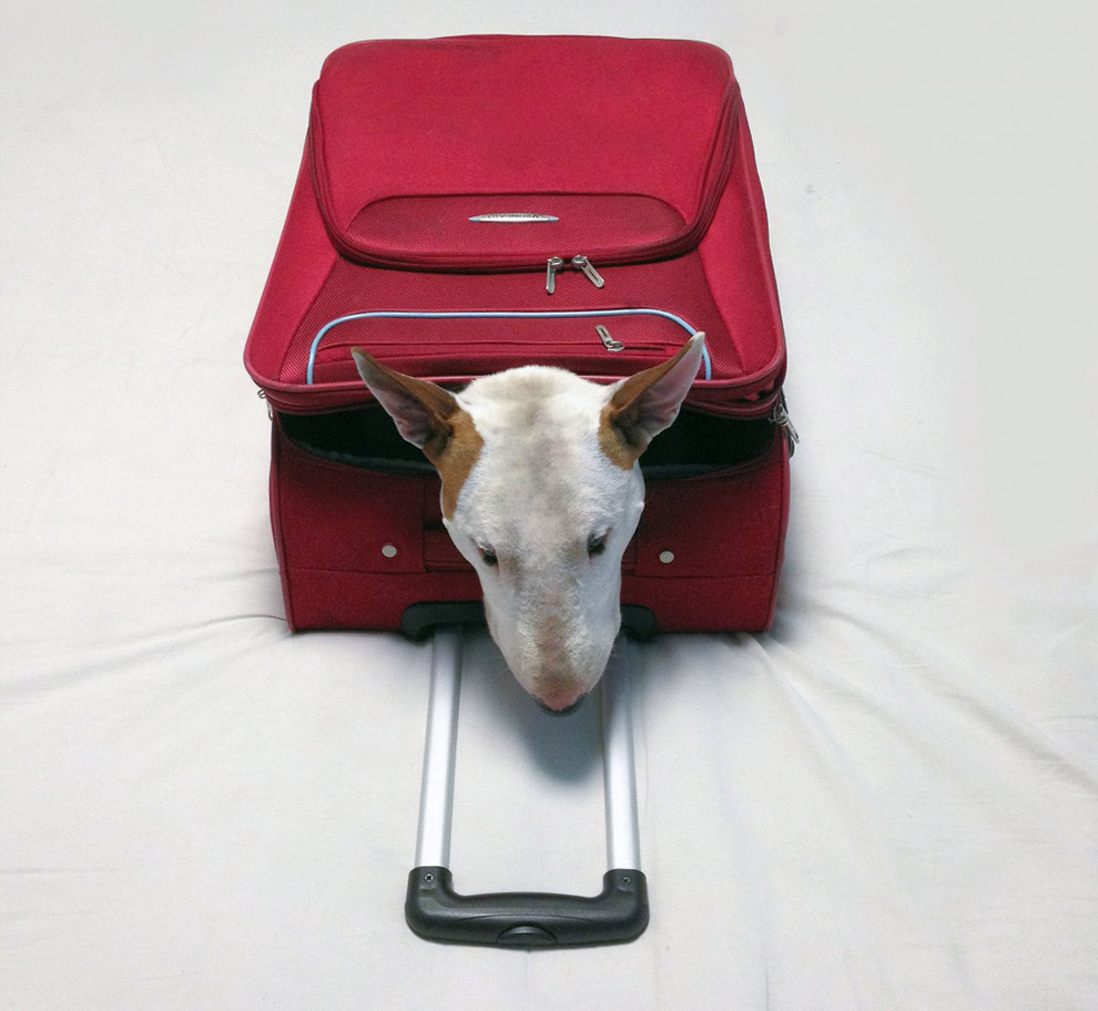 Иллюстрированный пес