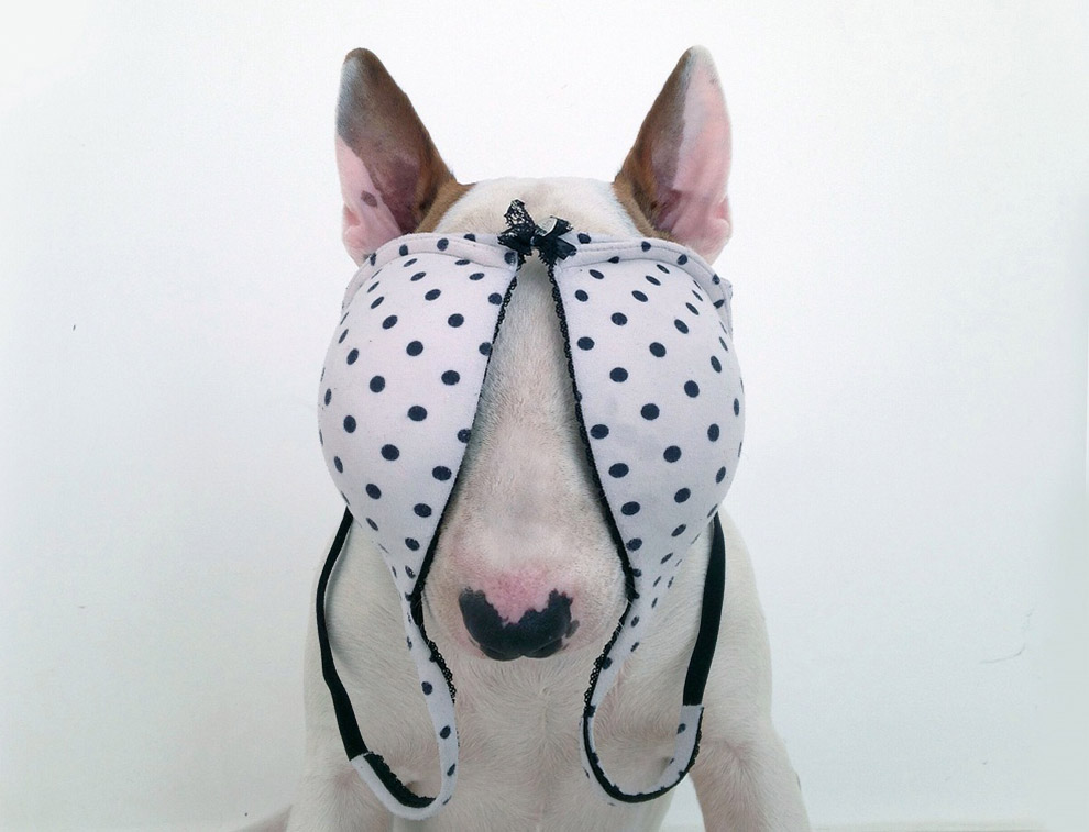 Иллюстрированный пес