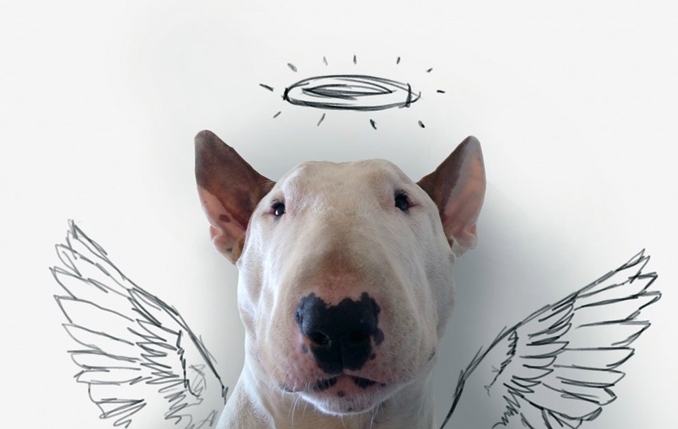 Иллюстрированный пес